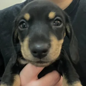 KC Registered Miniature Dachshund Puppies - Image 2