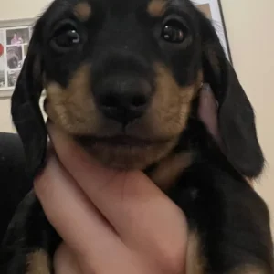 KC Registered Miniature Dachshund Puppies - Image 3
