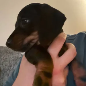 KC Registered Miniature Dachshund Puppies - Image 4