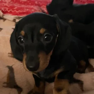 KC Registered Miniature Dachshund Puppies - Image 5