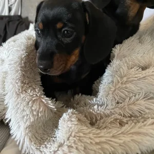 KC Registered Miniature Dachshund Puppies - Image 6