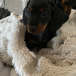 KC Registered Miniature Dachshund Puppies - Image 7