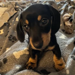 KC Registered Miniature Dachshund Puppies - Image 8