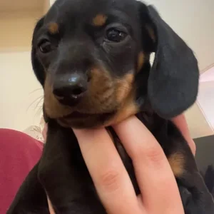 KC Registered Miniature Dachshund Puppies