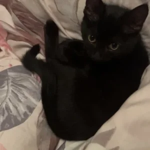 Black 16-week-old kitten - Image 2