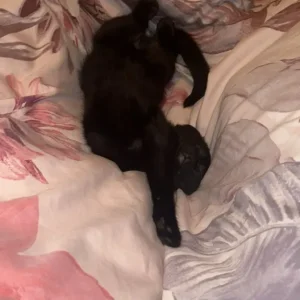 Black 16-week-old kitten - Image 3