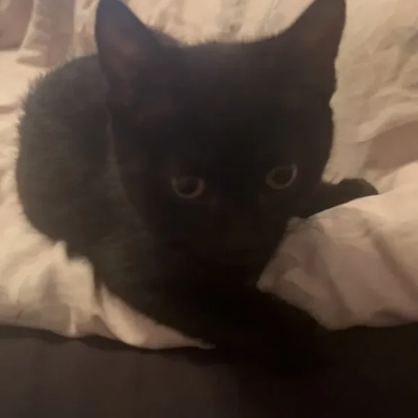 Black 16-week-old kitten