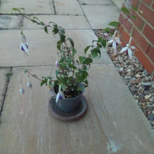 Oxalis and fuschia plants - Image 2