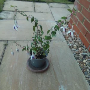 Oxalis and fuschia plants - Image 3