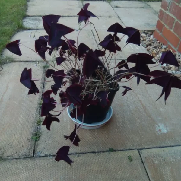 Oxalis and fuschia plants