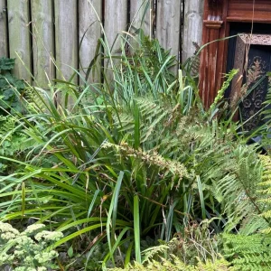 Ferns and grasses - Image 2