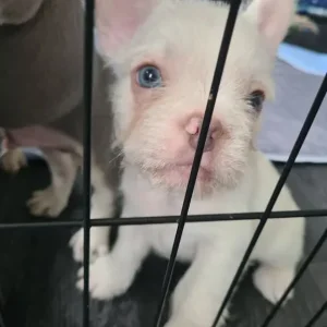 Furnished frenchies - Image 2