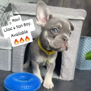 Furnished frenchies - Image 3