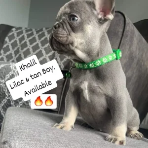 Furnished frenchies - Image 4