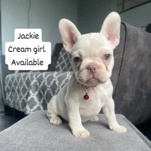 Furnished frenchies - Image 5