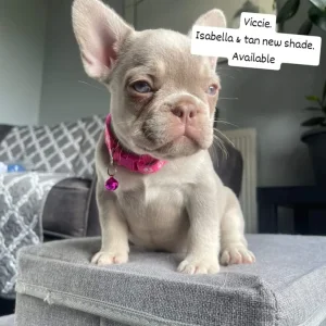 Furnished frenchies - Image 6