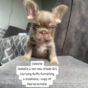 Furnished frenchies - Image 7