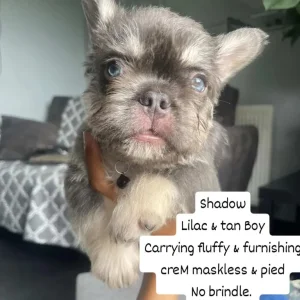 Furnished frenchies - Image 8