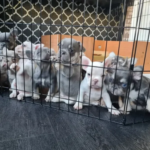 Furnished frenchies