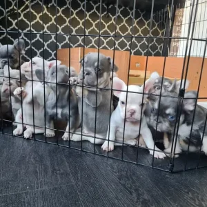 Furnished frenchies