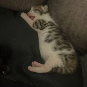 Cats and kittens - Image 4