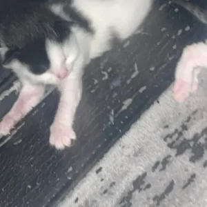 Cats and kittens - Image 5