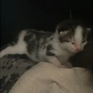 Cats and kittens - Image 6