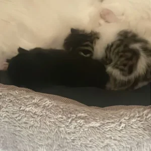 Cats and kittens - Image 7