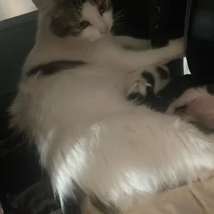 Cats and kittens