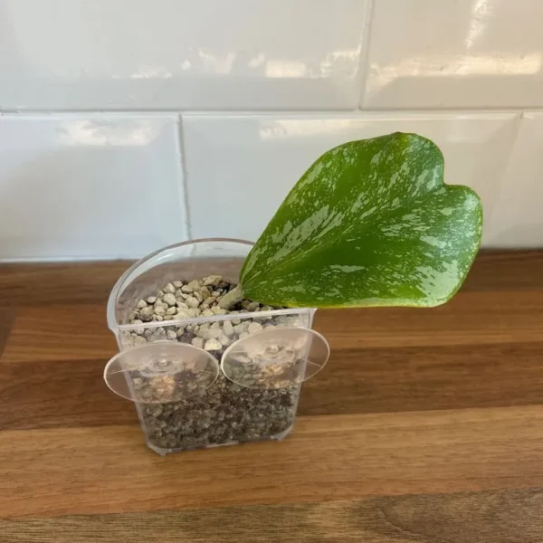 Hoya Kerrii Plant Cutting