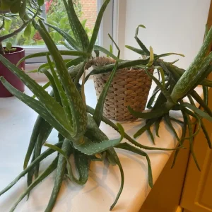 Indoor plants - Image 2