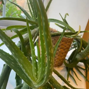 Indoor plants - Image 3