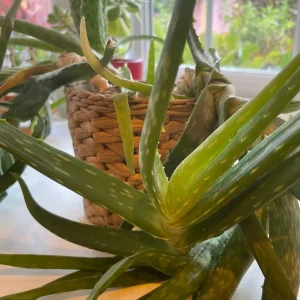 Indoor plants - Image 4