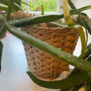 Indoor plants - Image 5