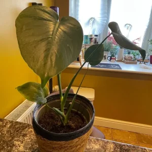 Indoor plants - Image 6