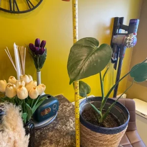 Indoor plants - Image 7