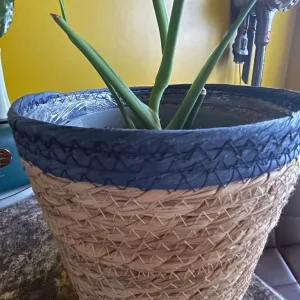 Indoor plants - Image 8