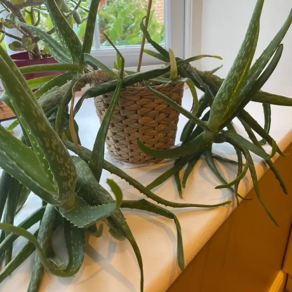 Indoor plants