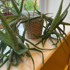 Indoor plants