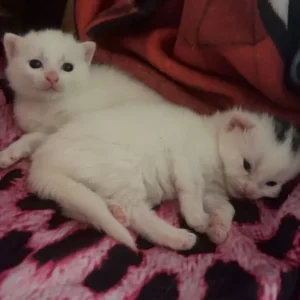 Kittens