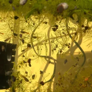 Bladder and Ramshorn Snails - Image 3