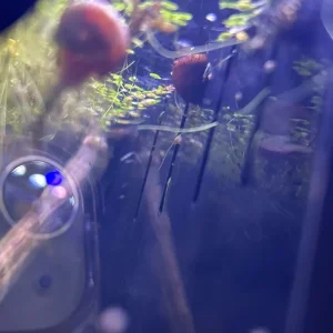 Bladder and Ramshorn Snails - Image 5