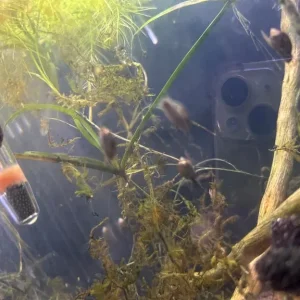 Bladder and Ramshorn Snails - Image 6
