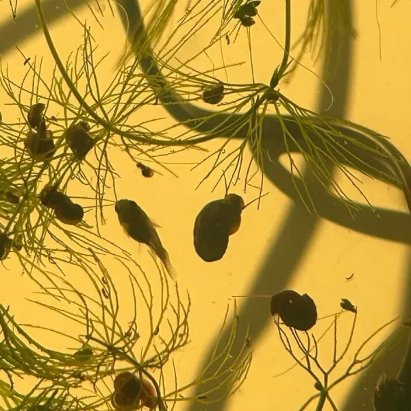 Bladder and Ramshorn Snails