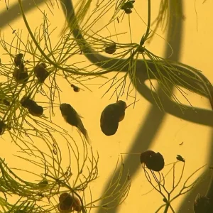 Bladder and Ramshorn Snails
