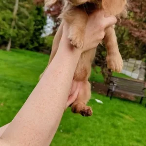 KC Registered Long Hair Miniature Dachshund - Image 2