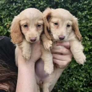 KC Registered Long Hair Miniature Dachshund - Image 3