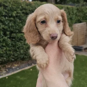 KC Registered Long Hair Miniature Dachshund - Image 4