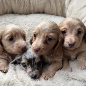 KC Registered Long Hair Miniature Dachshund - Image 8