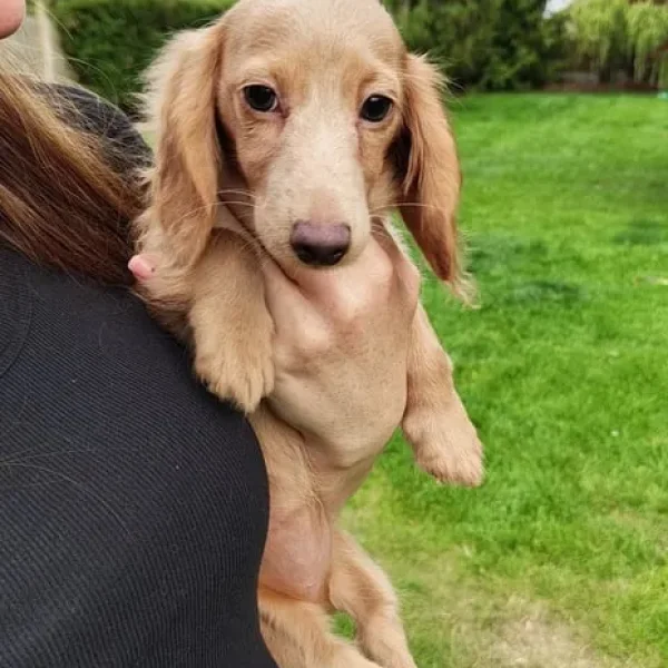 KC Registered Long Hair Miniature Dachshund